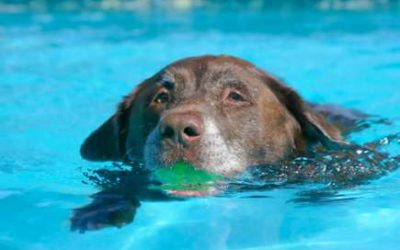 Protect Your Pets with These Water Safety Tips