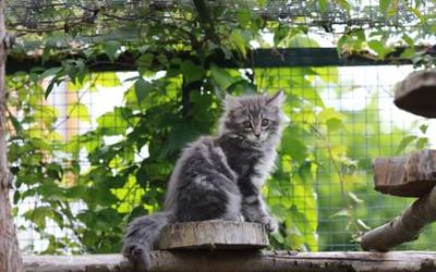 Is a Cat Enclosure Right for Your Cat?