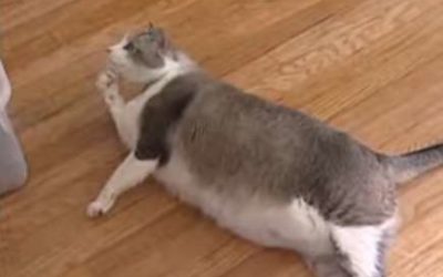 Overweight Pets