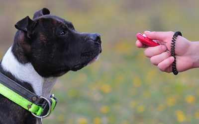 Obedience and Training