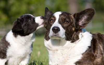 Selecting a Puppy or Older Dog