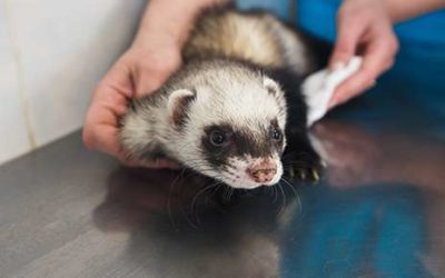 Ferret Health