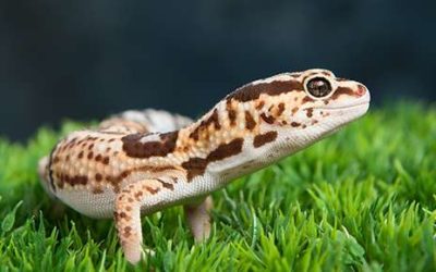 Leopard Geckos