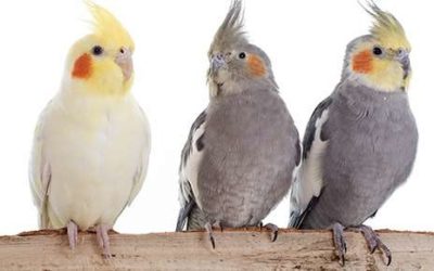 Cockatiels