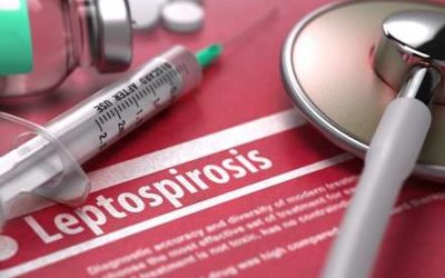 Leptospirosis