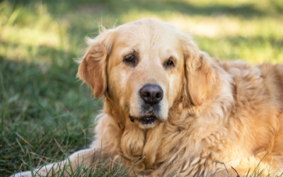 Identifying Dementia in Senior Dogs