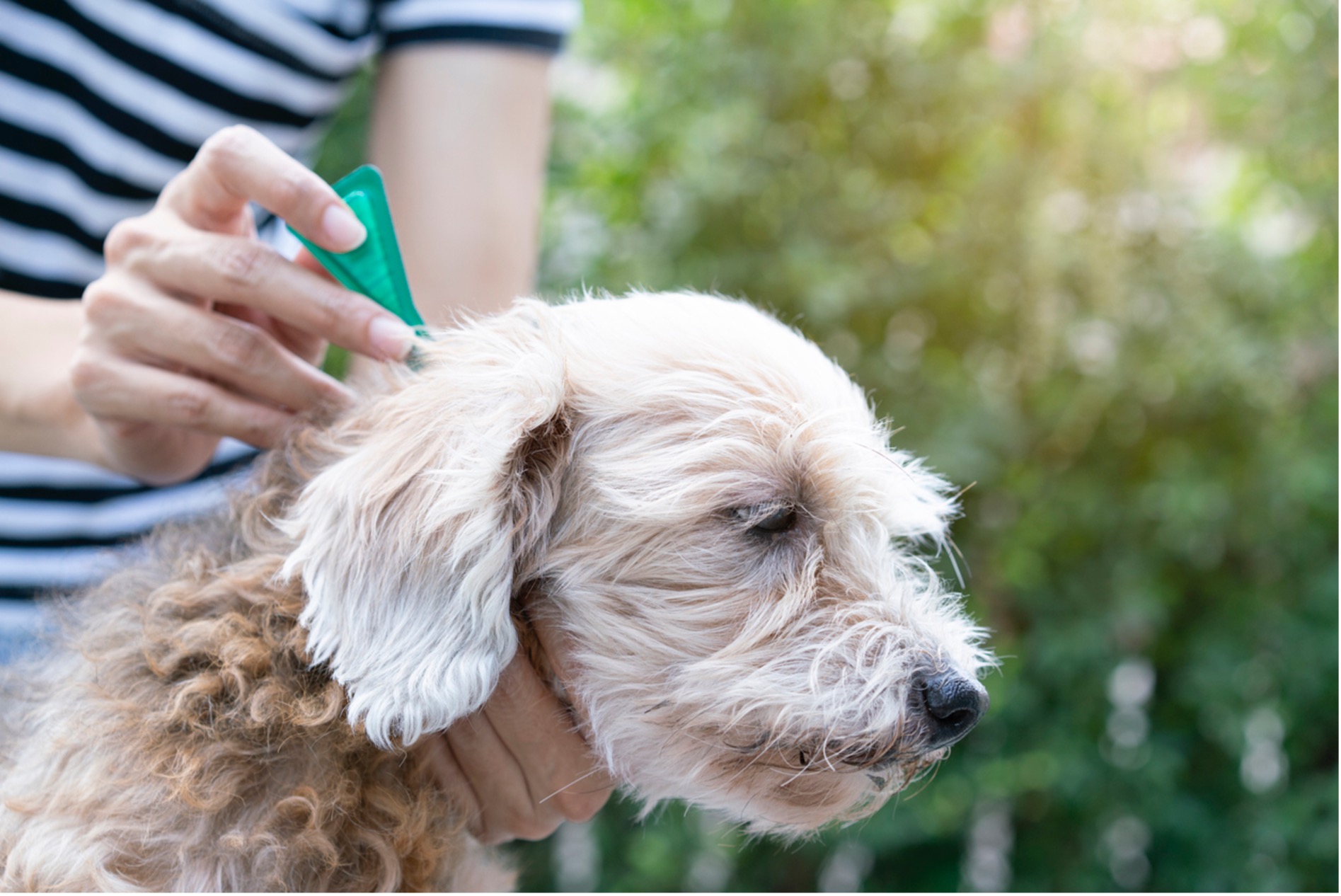A person spraying a dog's hair, Say Farewell to Annoying Pests: The Ultimate Guide to Protection from Fleas and Ticks