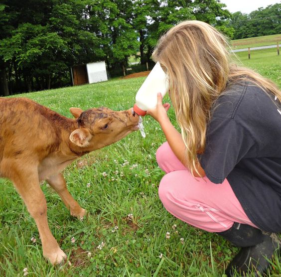 vet bottle feeding brown calf