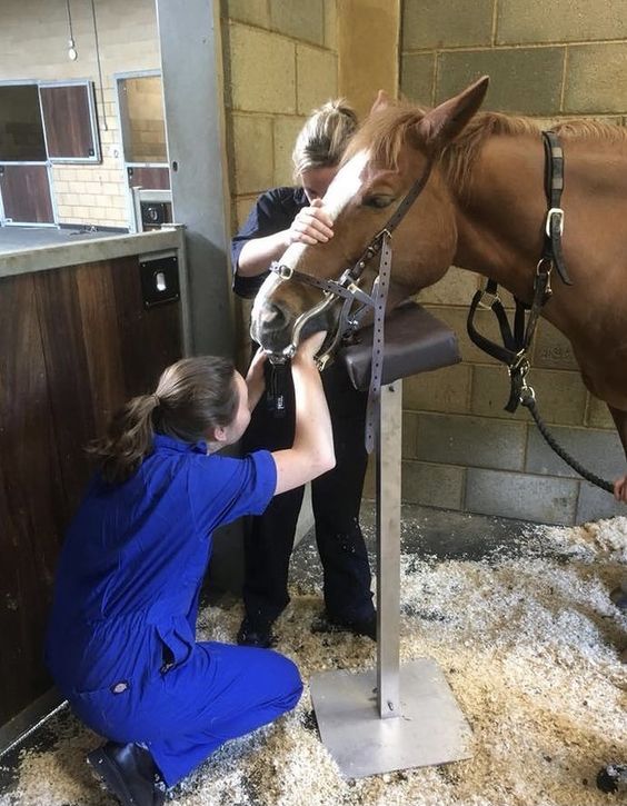 vet working with a horse