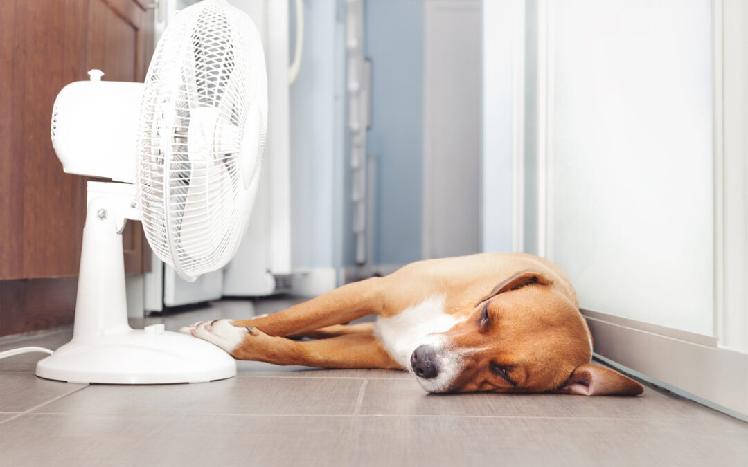 Prevent Heatstroke in Pets and Farm Animals: Tips from Aspen Vet Clinic