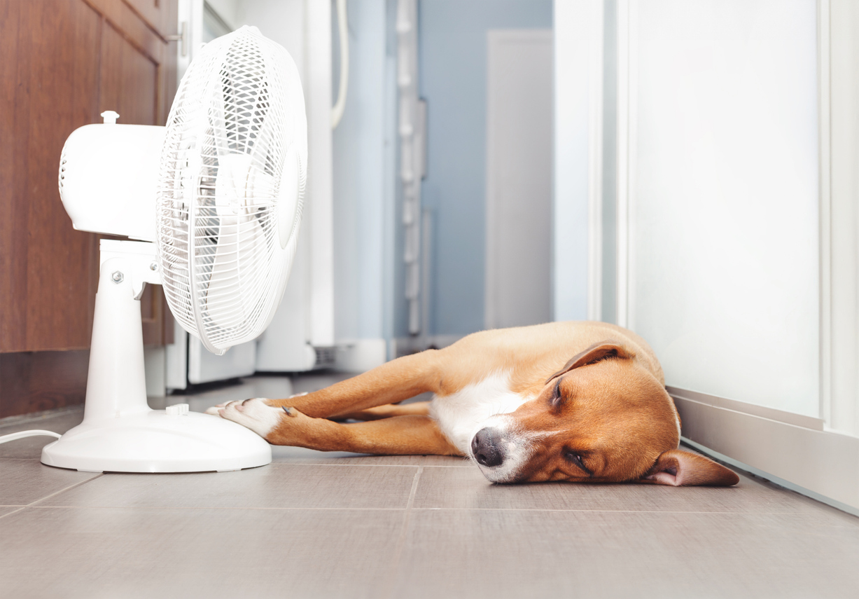 A dog lying on the floor next to a fan, Prevent Heatstroke in Pets and Farm Animals: Tips from Aspen Vet Clinic