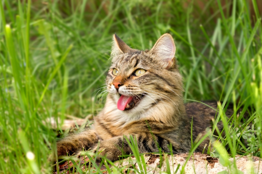 A cat lying in the grass panting, Prevent Heatstroke in Pets and Farm Animals
