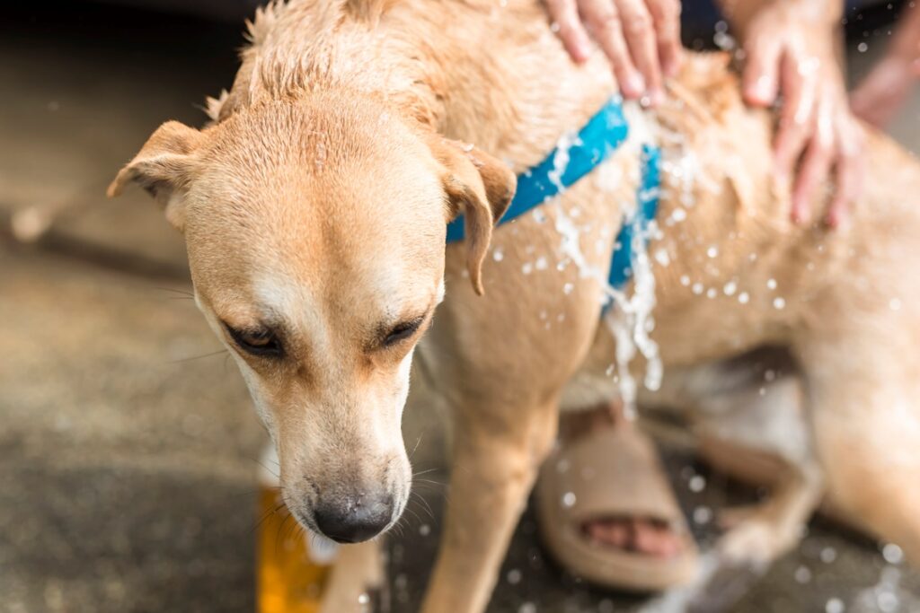 A dog being cooled down with water by a person, Prevent Heatstroke in Pets and Farm Animals