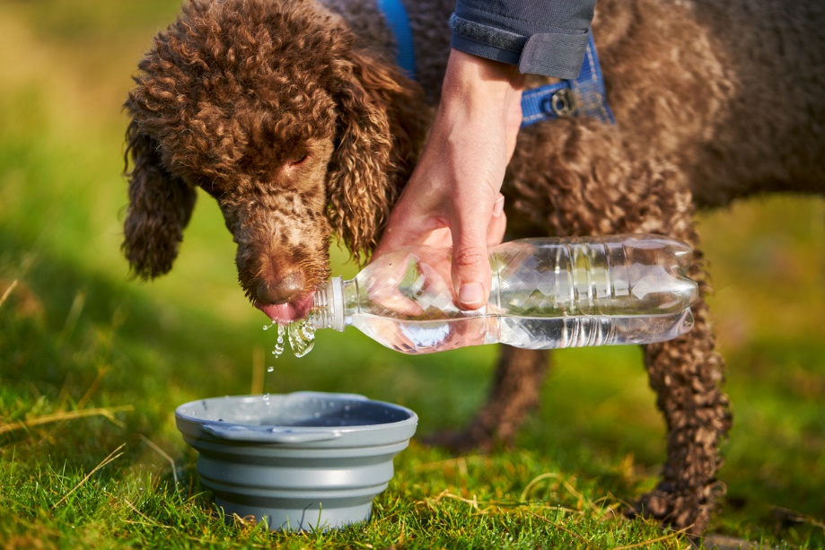 A dog drinking water from a bottle, Prevent Heatstroke in Pets and Farm Animals
