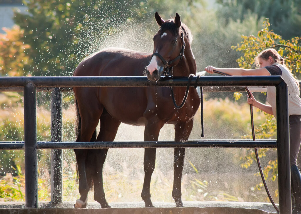 A person washing a horse, Prevent Heatstroke in Pets and Farm Animals