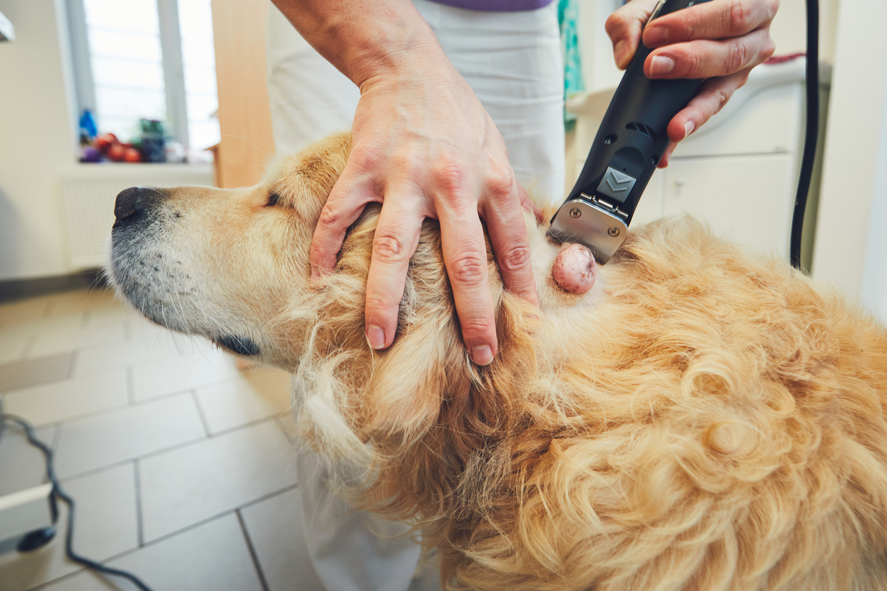 A person shaving a dog, shaving around a lump, Soft Tissue Surgery for Pets: Removing Lumps or Growths on Your Cat or Dog