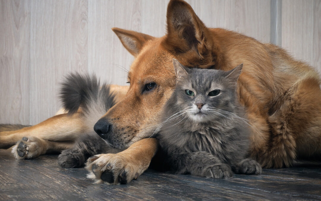 Vaccinations for Dogs, Cats, and Livestock – Aspen Vet