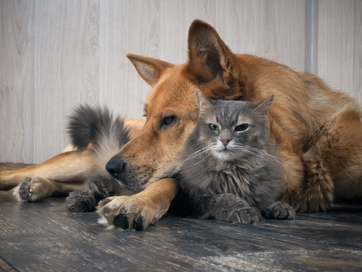 A dog and cat lying on the floor, Vaccinations for Dogs, Cats, and Livestock – Aspen Vet