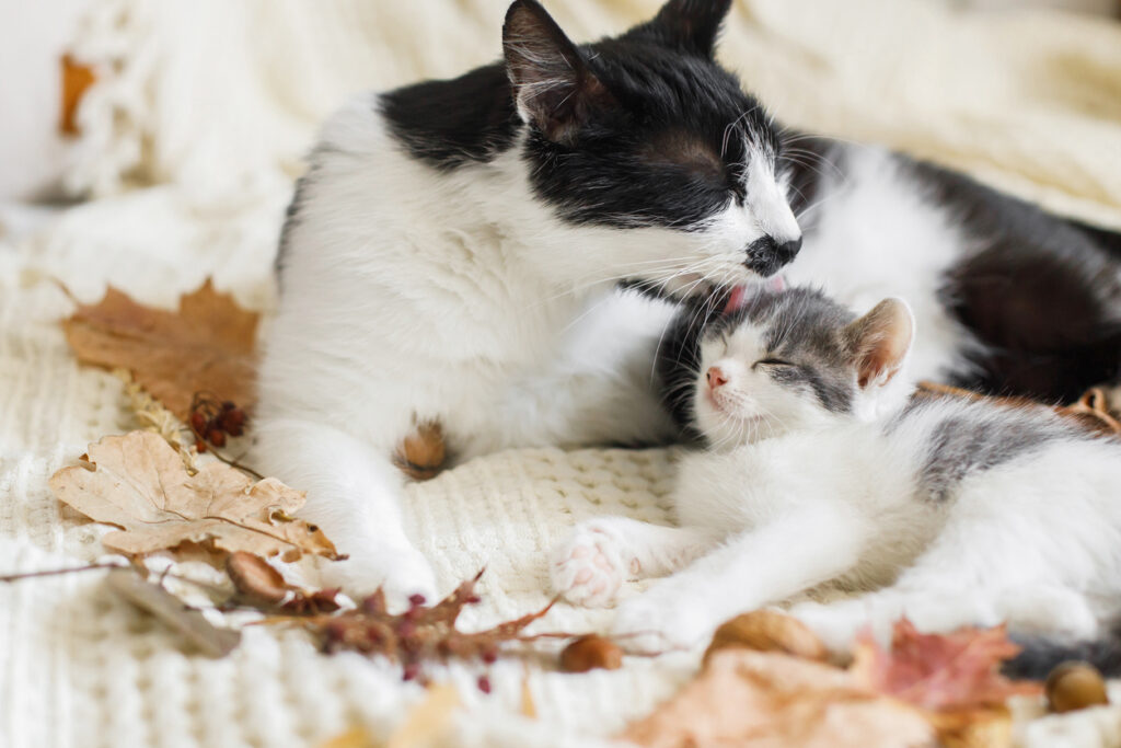 Mother cat cleaning her baby kitty in fall decorations on comfy blanket in room. Motherhood. Autumn cozy mood. Cute cat grooming little kitten on soft bed in autumn leaves. Vaccinations for Cats – Aspen Vet 