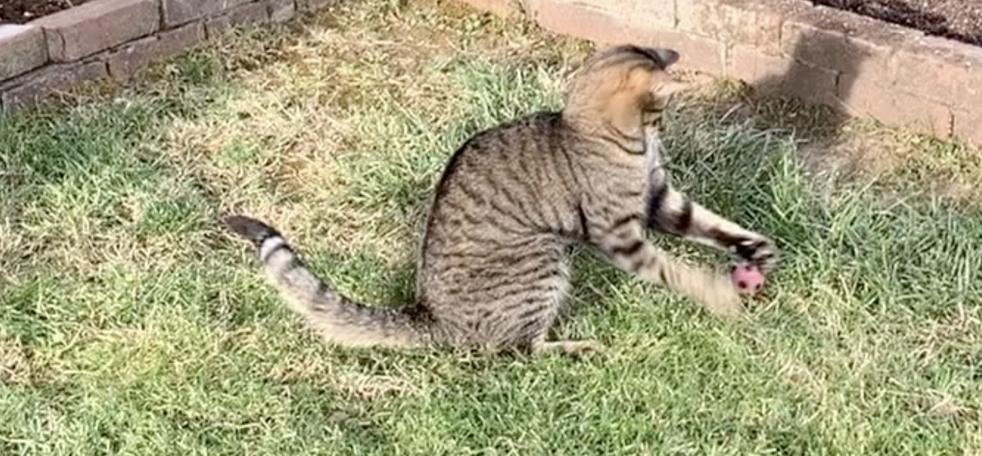 cat playing with a ball in the grass