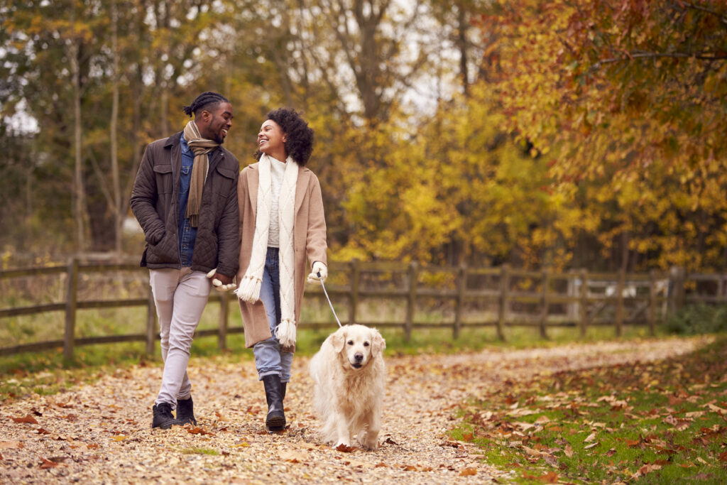 Couple Walking With Pet Golden Retriever Dog In Autumn Countryside, active with your pet