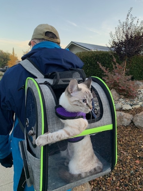 a person out walking with a cat in a back pack pet carrier, active with your pet