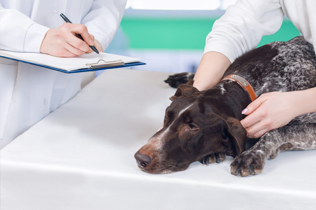 A pedigreed dog is laying on the examining couch and its owner is calming it down while a vet is making treatment prescription. The concept is animal medical service, Understanding BEAM scores (Behavior, Energy, Appetite, Mood)