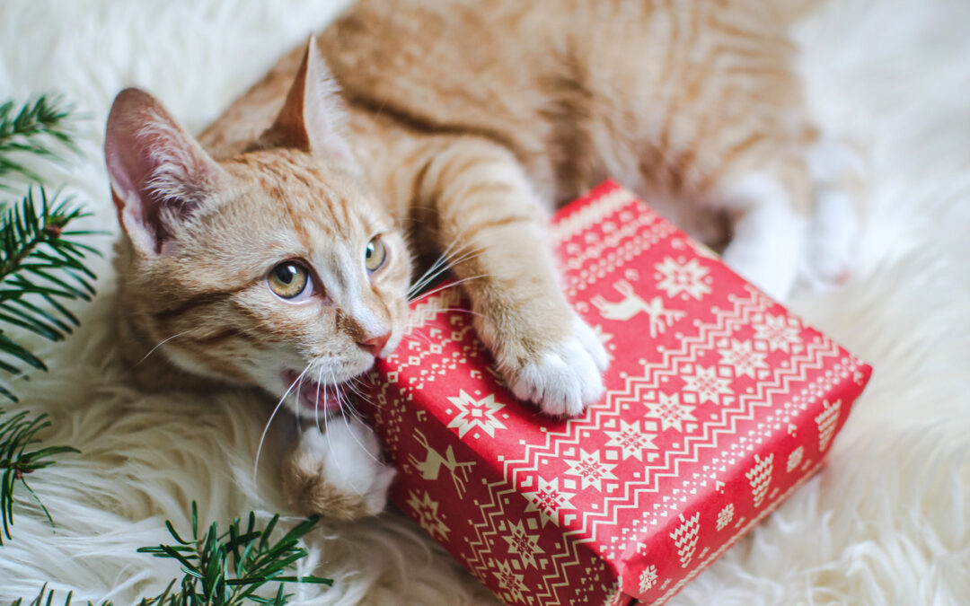 Holiday Pet Care Tips: A Holiday Guide from Aspen Veterinary Clinic