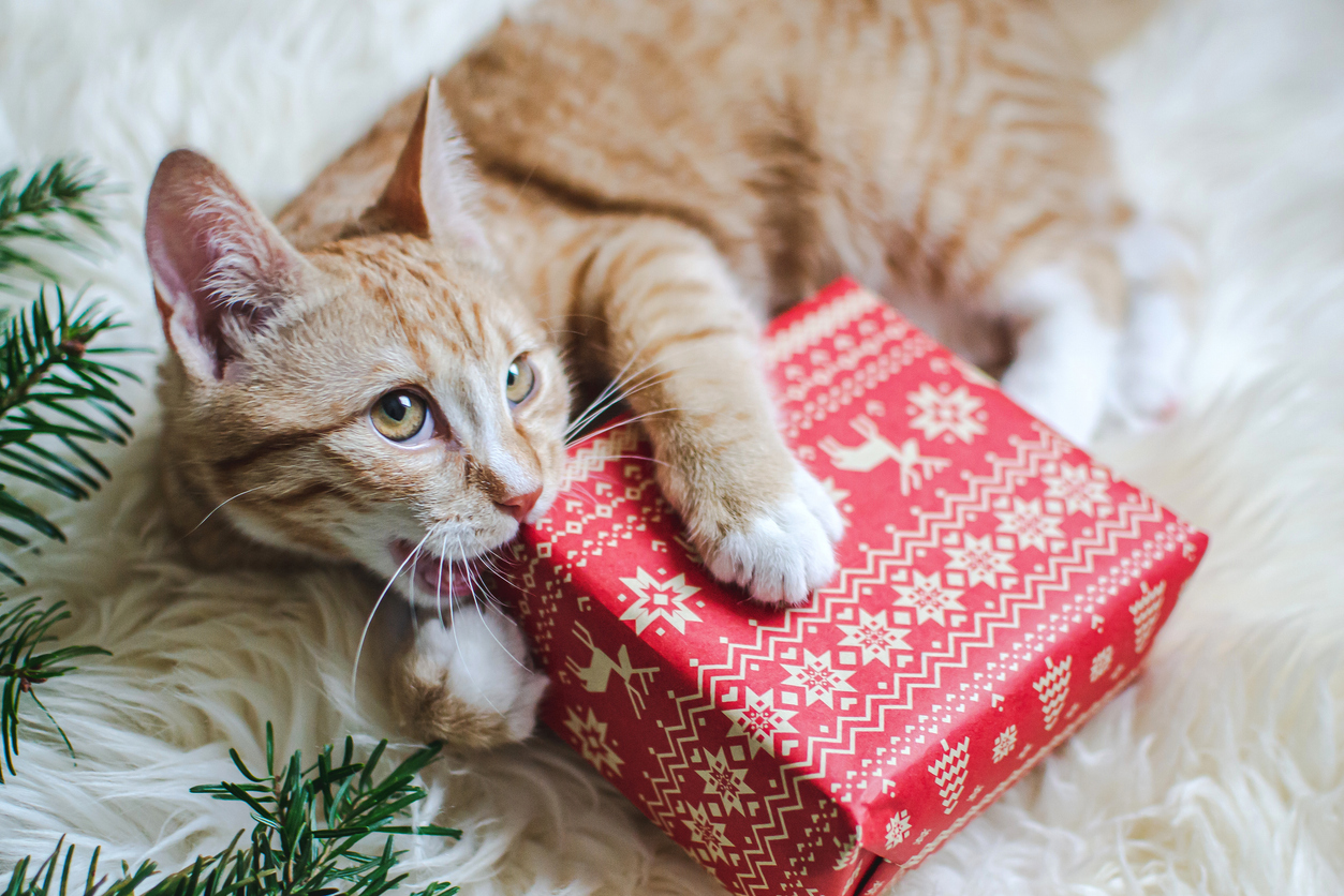 Cute little ginger kitten laying in soft white faux fur blanket, holding red paper gift box Christmas New Year Concept vintage, Holiday Pet Care Tips: A Holiday Guide from Aspen Veterinary Clinic