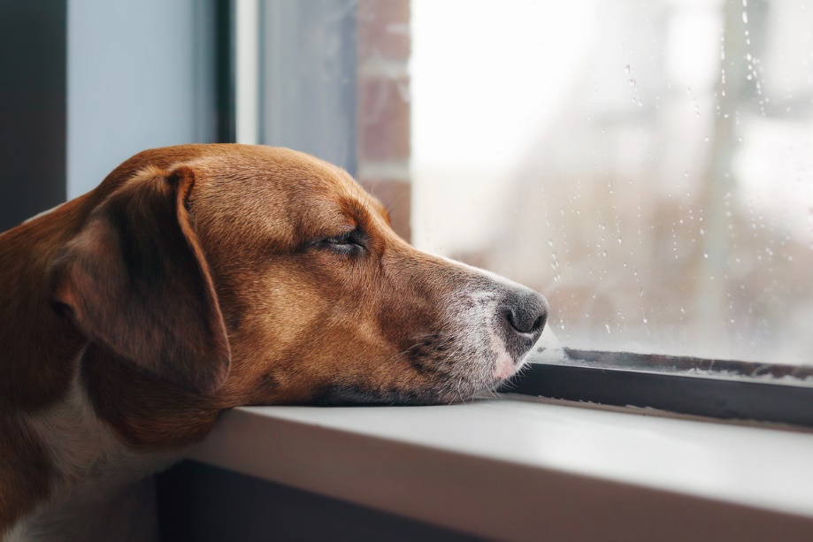 A dog with its head lying on a window sill