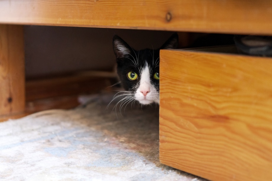 A cat hiding under a table 