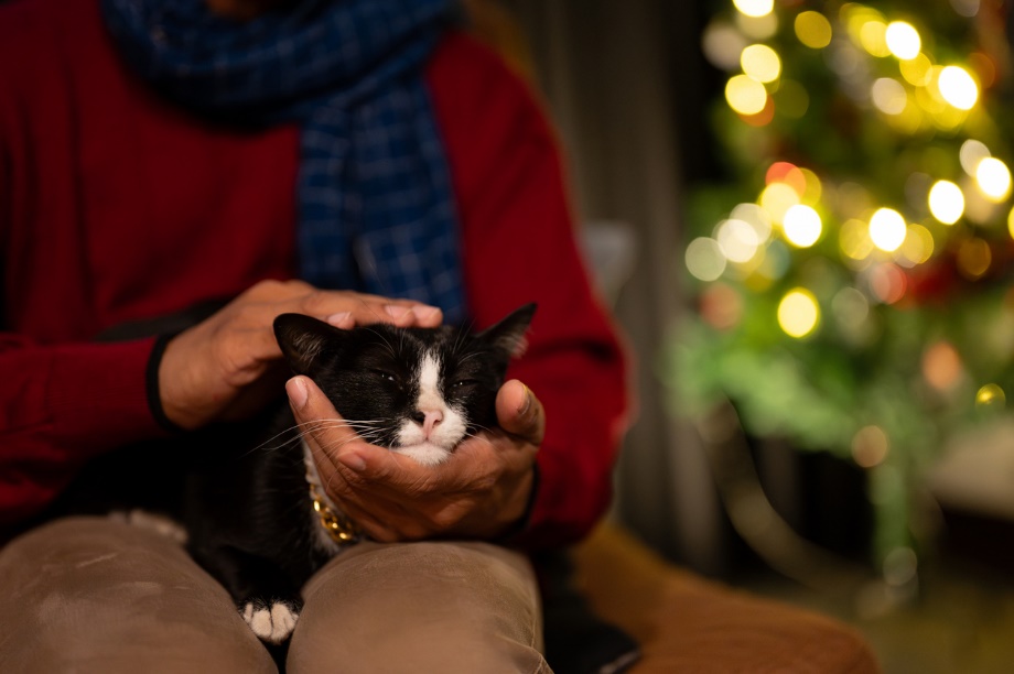 A person holding a cat 