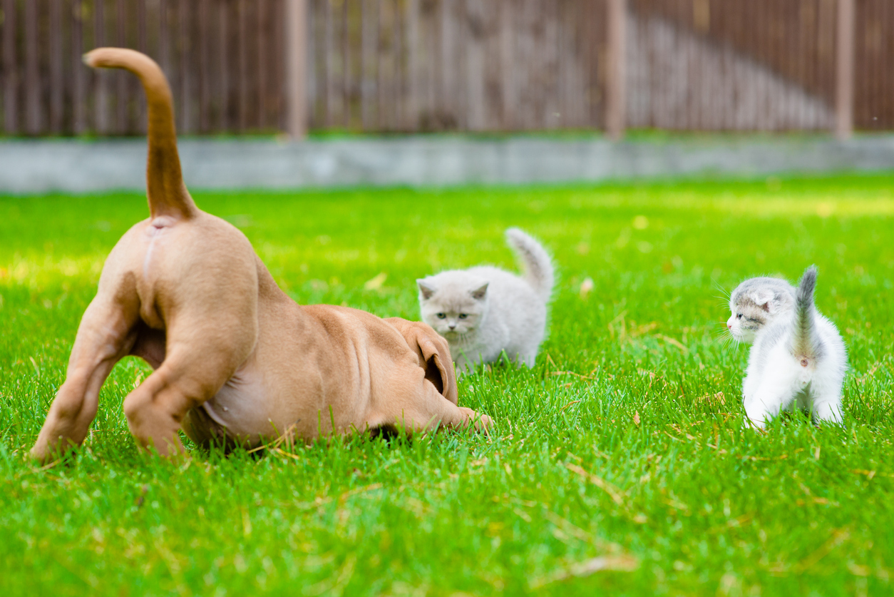 Dog and two kittens playing together outdoor, Healthy Habits for a Happy Pet: Pet Wellness Tips for 2025 with Aspen Veterinary Clinic