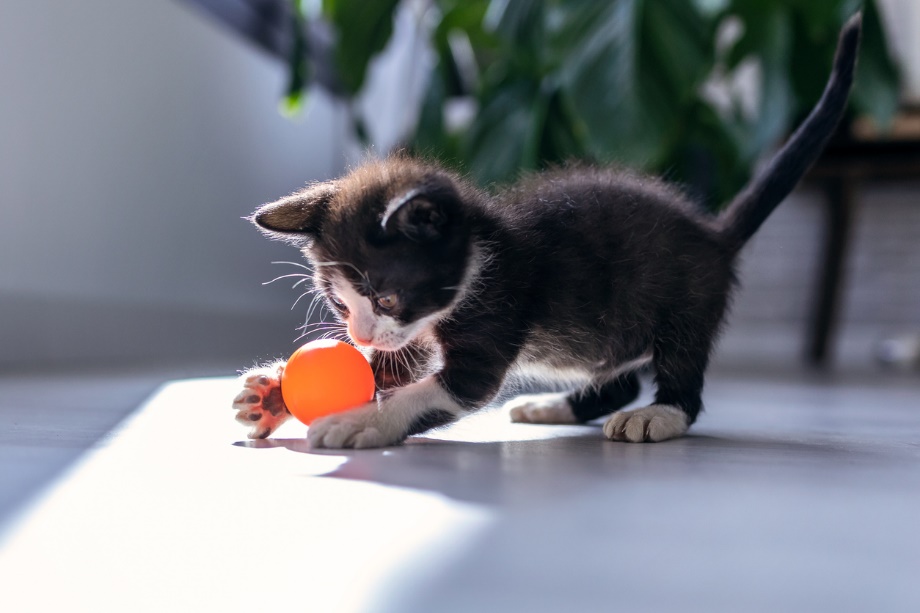 A kitten playing with a ball