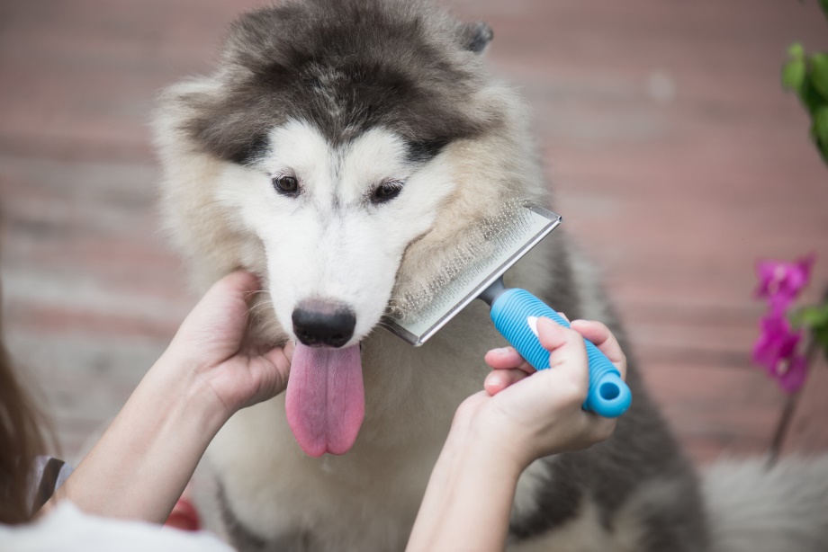 A person brushing a dog's face 