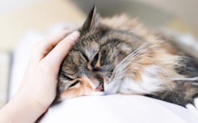 Pain Management for Pets: Helping Your Furry Friends Feel Their Best