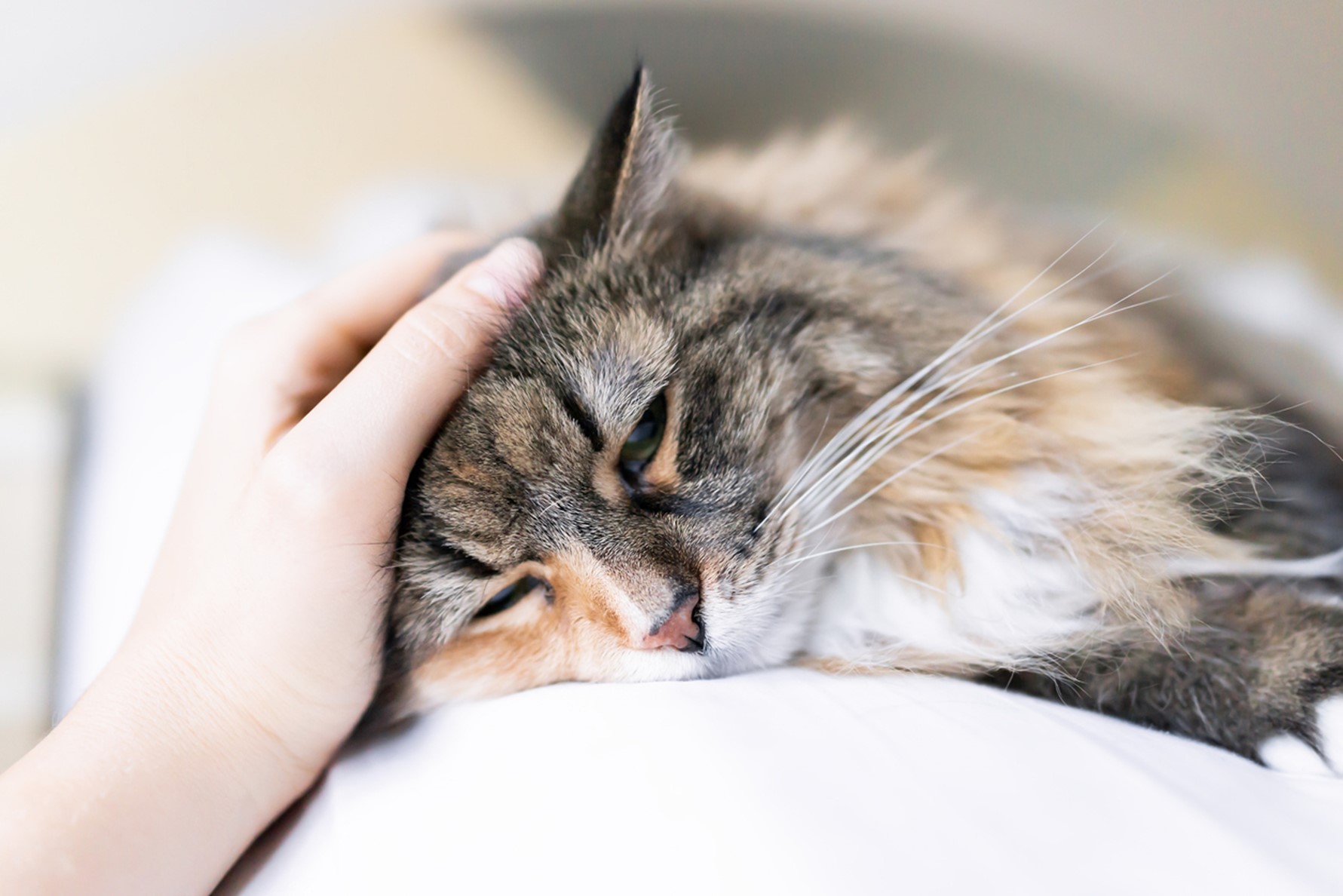 A hand petting a cat, Pain Management for Pets: Helping Your Furry Friends Feel Their Best