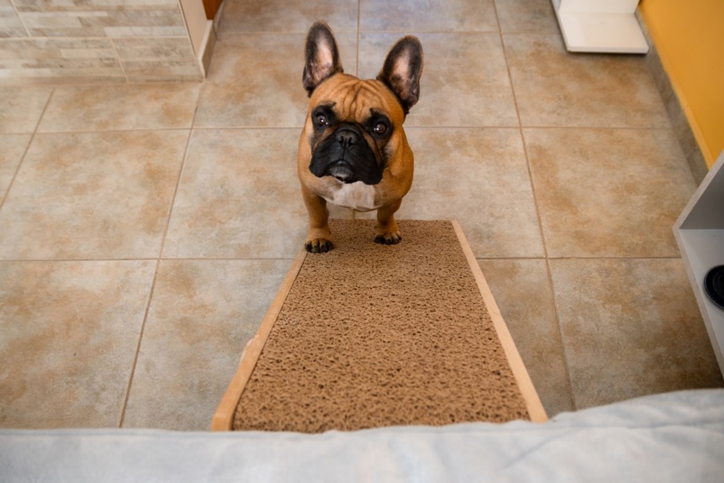 A dog standing on a carpet, Pain Management for Pets