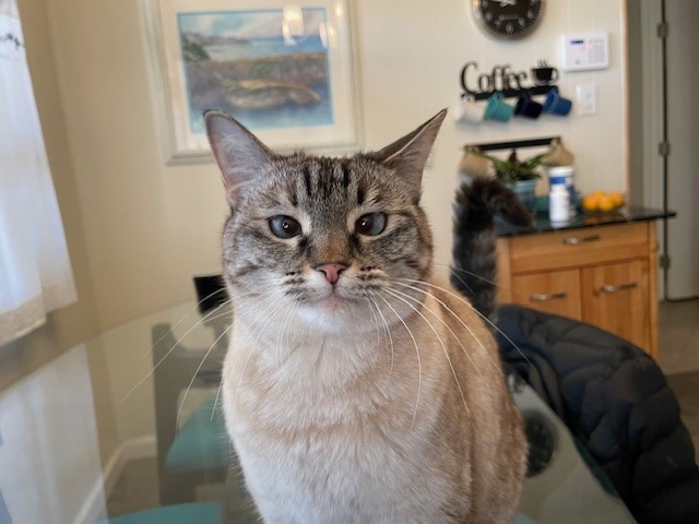 A cat sitting on a glass table, Pain Management for Pets