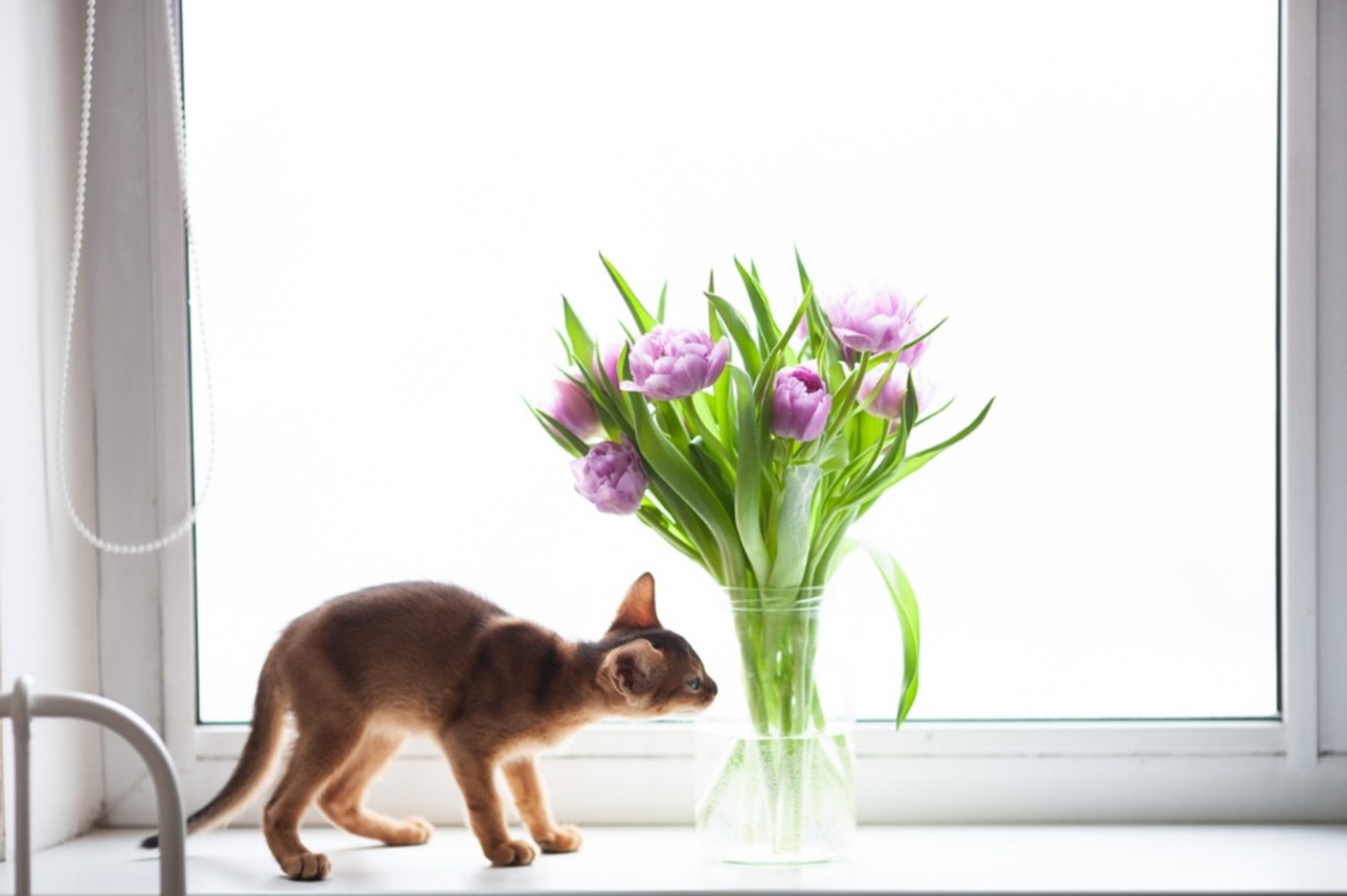 A cat looking at a bouquet of purple flowers, Pet Poison Helpline: What to Expect