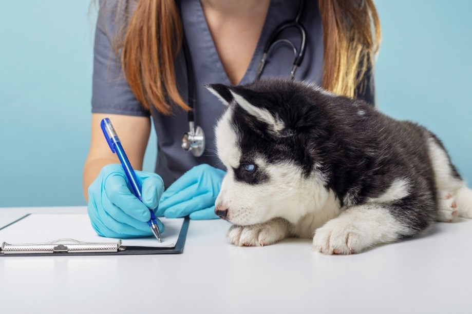 A dog lying on a desk with a stethoscope and blue gloves, Pet Poison Helpline